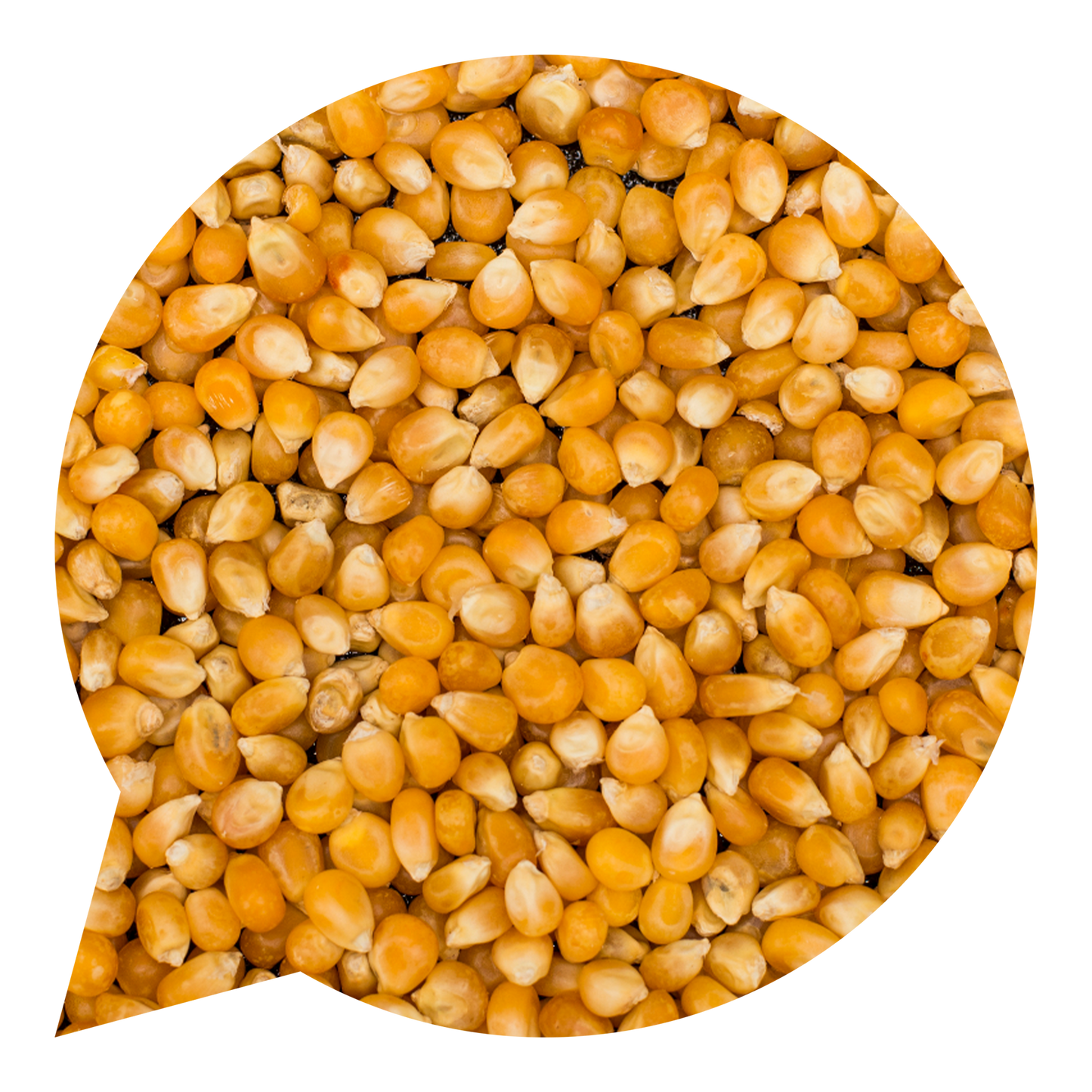 110030 Kukuřice na výrobu popcornu BIO -1
