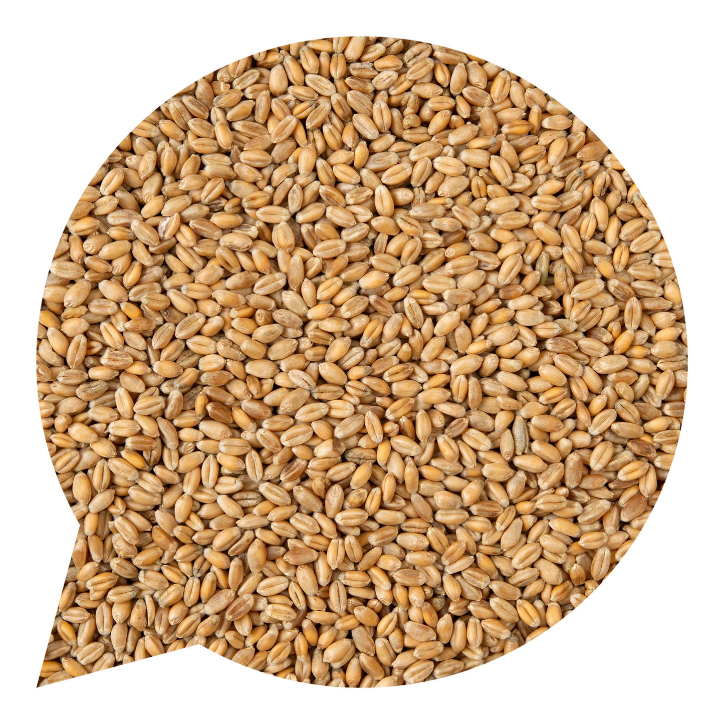 110026 Pšenice ozimá BIO-2