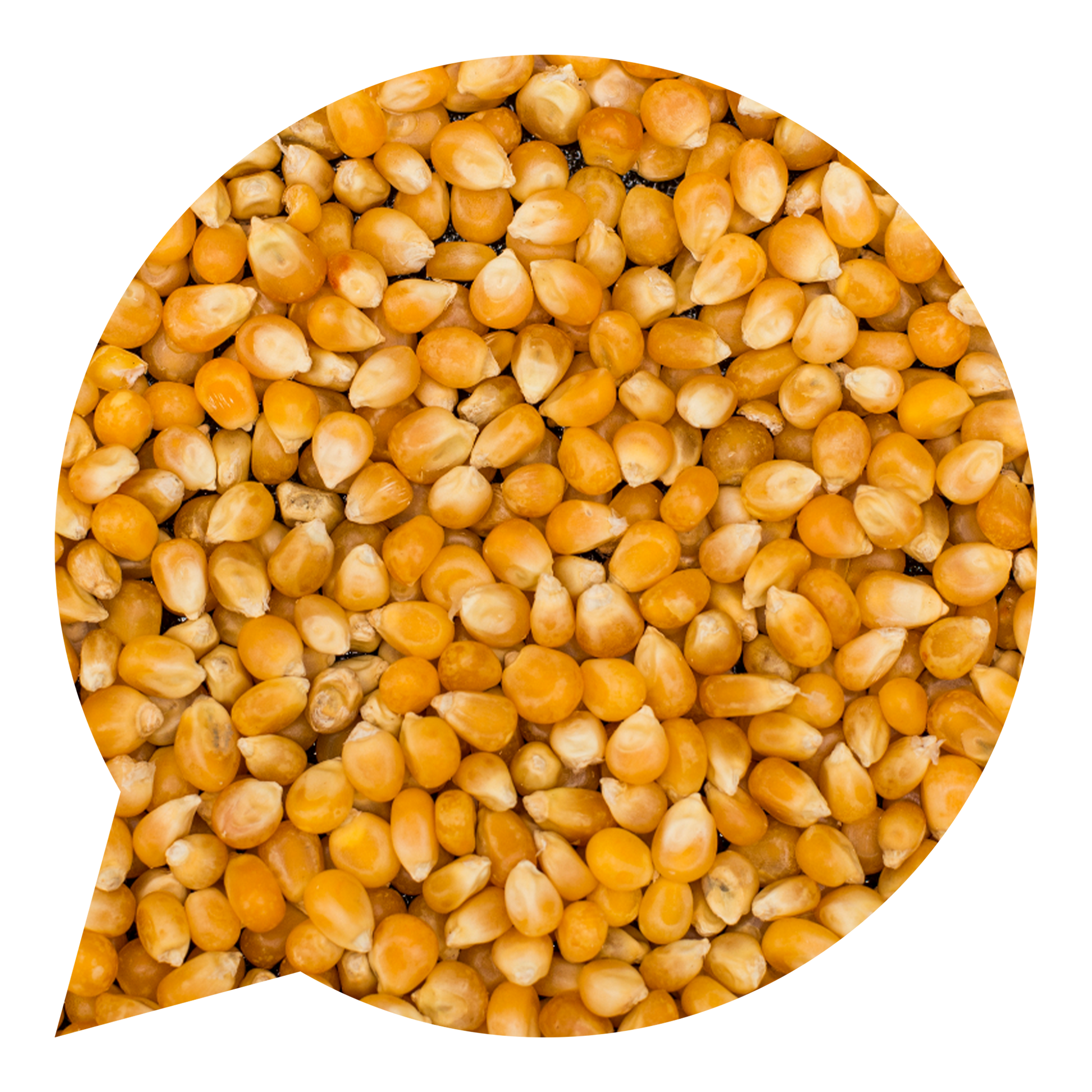 110030 Kukuřice na výrobu popcornu BIO    -1