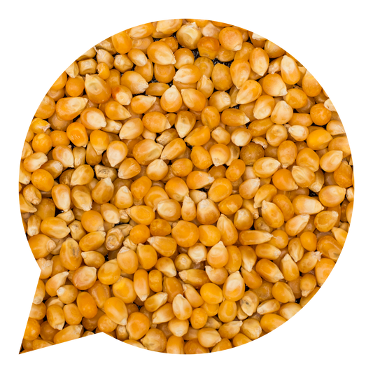 110030 Kukuřice na výrobu popcornu BIO    -1