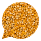 110030 Kukuřice na výrobu popcornu BIO    -1